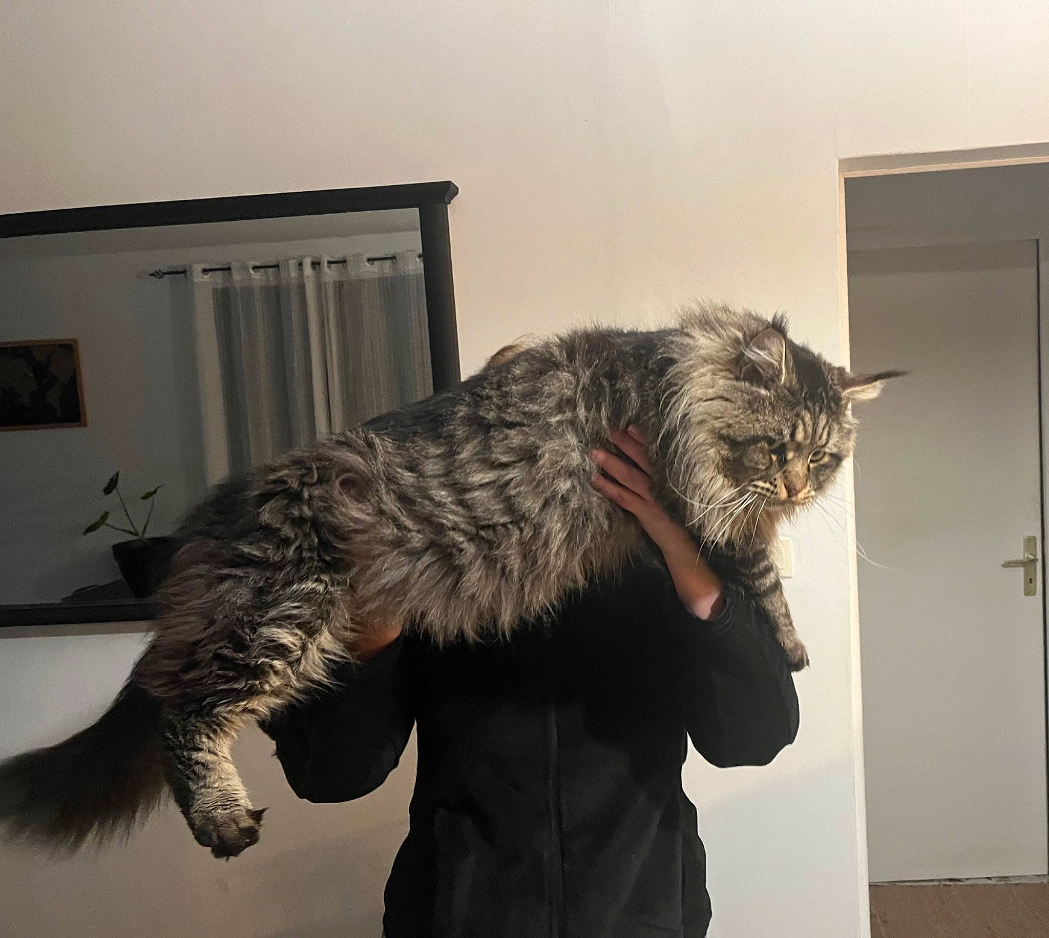 Apollon a rejoint le concours — aidez-le/la à gagner de superbes lots ! carnivore, cat, claw, comfort, domestic_short_haired_cat, felidae, fur, gesture, natural_material, picture_frame, room, small_to_medium_sized_cats, tail, whiskers, window