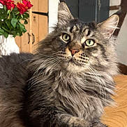 Apollon a rejoint le concours — aidez-le/la à gagner de superbes lots ! animal, cat, closeup, curious, domestic_cat, ears, fluffy, fur, furniture, green_eyes, indoor, pet, portrait, red_roses, relaxing, rustic, tabby_cat, vase, whiskers, wooden_table