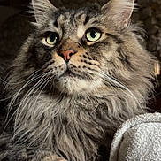 Apollon a rejoint le concours — aidez-le/la à gagner de superbes lots ! animal, blanket, cat, closeup, cozy, cute, domestic_cat, feline, fluffy, green_eyes, indoor, mammal, pet, portrait, relaxed, resting, soft_fur, stone_wall, tabby, whiskers