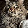 animal, blanket, cat, closeup, cozy, cute, domestic_cat, feline, fluffy, green_eyes, indoor, mammal, pet, portrait, relaxed, resting, soft_fur, stone_wall, tabby, whiskers