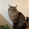 Apollon a rejoint le concours — aidez-le/la à gagner de superbes lots ! animal, calm, cat, domestic_cat, ears, fluffy, fur, furniture, green_leaves, home, indoor, pet, plant, potted_plant, sewing_machine, sitting, tabby, tail, vintage, wooden_table