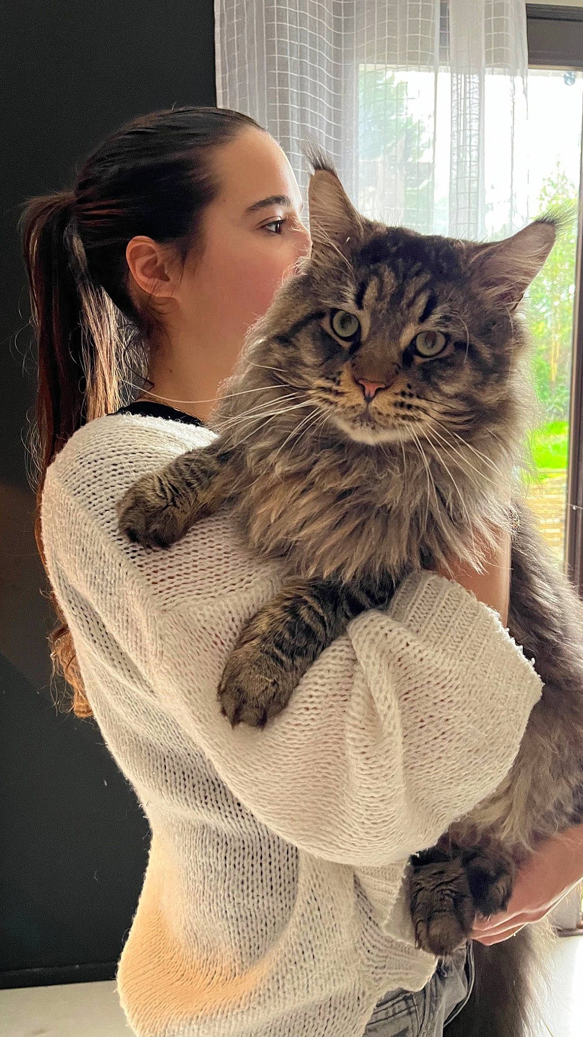 Apollon a rejoint le concours — aidez-le/la à gagner de superbes lots ! british_longhair, brown_hair, carnivore, cat, claw, domestic_short_haired_cat, fawn, felidae, fur, gesture, hair, happy, hug, maine_coon, sitting, small_to_medium_sized_cats, snout, terrestrial_animal, whiskers