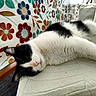 Nini a rejoint le concours — aidez-le/la à gagner de superbes lots ! cat, black_and_white, lounging, couch, floral_pattern, fabric, indoor, pet, relaxed, sleepy, fur, whiskers, pink_nose, close_up, domestic_cat, home, cozy, resting, animal, cute