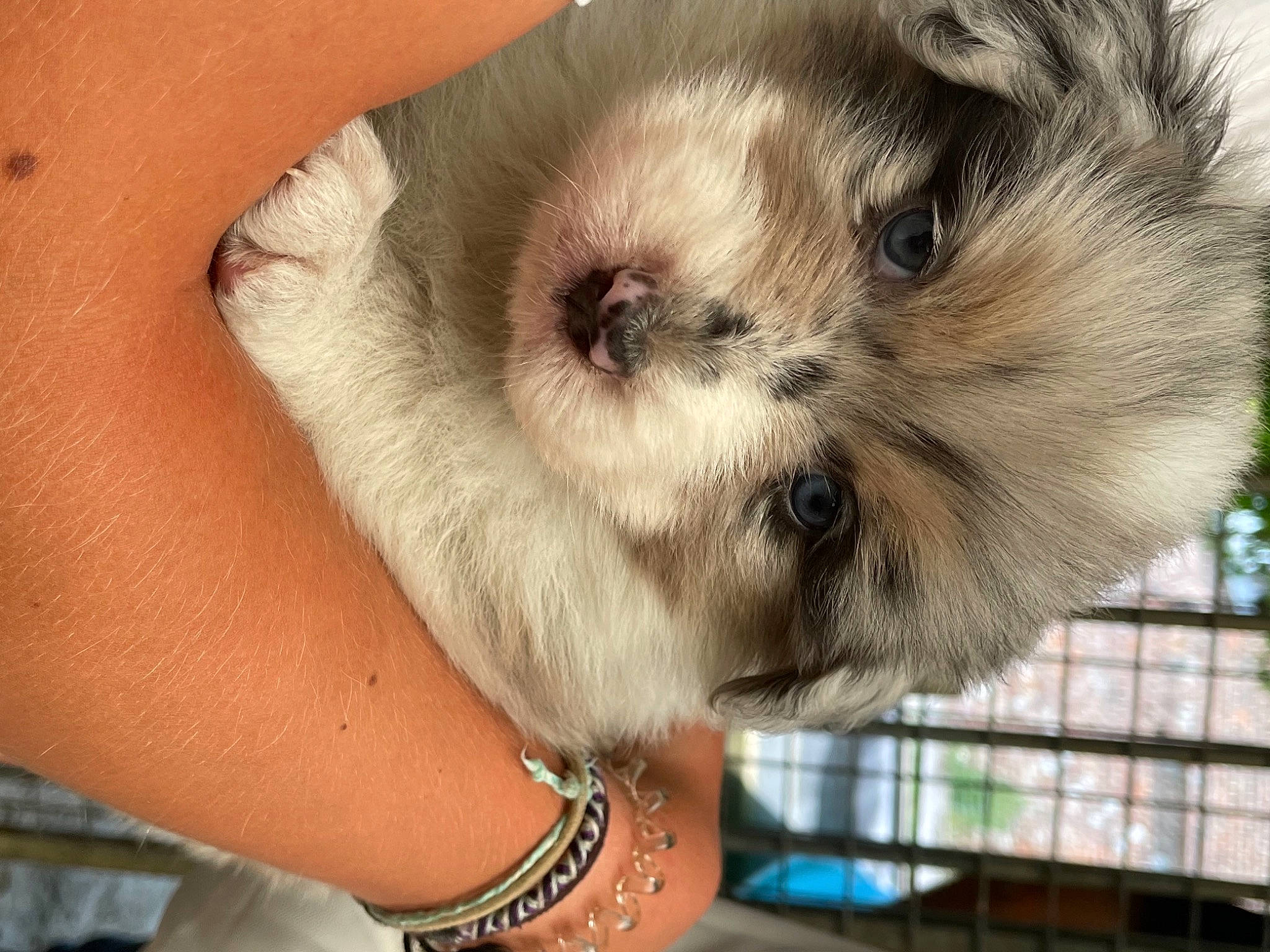 Saiko participe au concours pour gagner de l'argent avec cette photo : balinese, body_jewelry, bracelet, carnivore, cat, companion_dog, dog_breed, ear, eyelash, fawn, felidae, fur, jewellery, puppy_love, siamese, small_to_medium_sized_cats, sporting_group, thai, toy_dog, whiskers