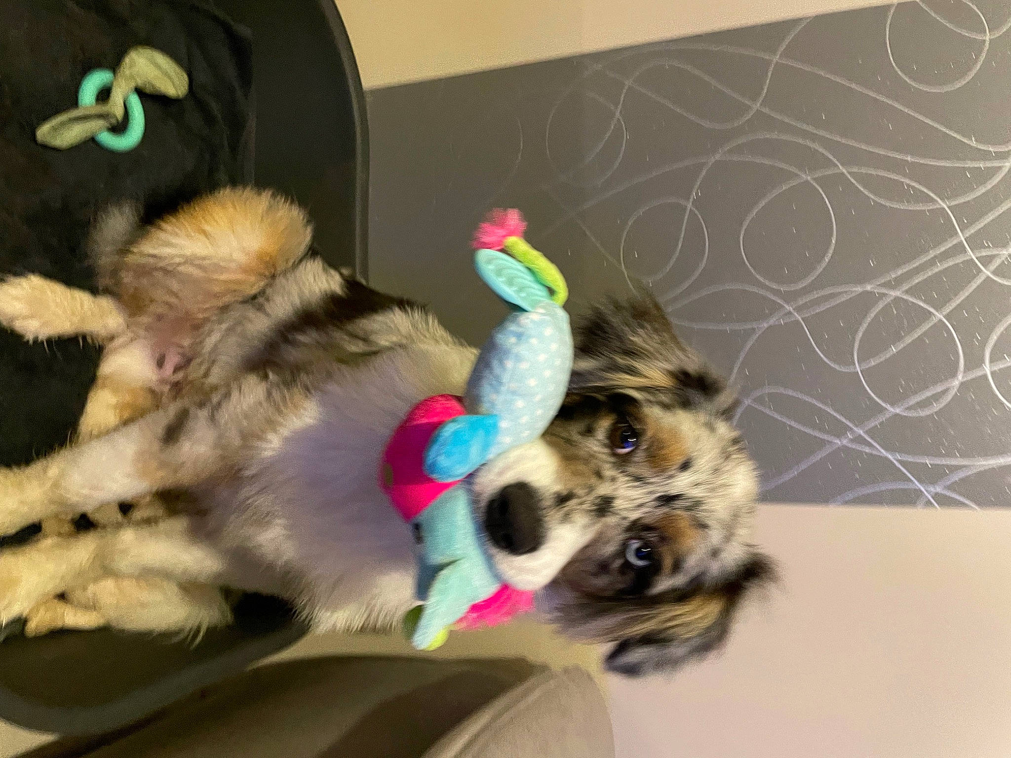 Saïko a rejoint le concours — aidez-le/la à gagner de superbes lots ! canidae, carnivore, cat_toy, collar, comfort, companion_dog, dog, dog_breed, dog_supply, fawn, felidae, fur, leash, paw, pet_supply, small_to_medium_sized_cats, sporting_group, tail, toy_dog, whiskers