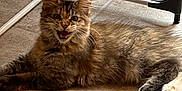 Angel a rejoint le concours — aidez-le/la à gagner de superbes lots ! cat, kitten, tabby, indoor, floor, meowing, pet, animal, feline, fur, whiskers, ears, paws, resting, cute, young, domestic, cozy, home, laundry