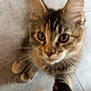 kitten, cat, pet, close_up, paw, eyes, feline, curious, indoor, floor, tile, whiskers, fur, blur, animal, young, cute, soft, fringe, fabric