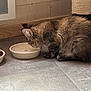 cat, kitten, tabby, water_bowl, food_bowl, scratching_post, floor, tile_floor, wooden_wall, vent, pet, indoor, feline, fur, animal, domestic, cute, young, side_view, close_up