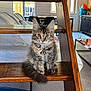 kitten, cat, tabby, wooden_stairs, indoor, furniture, couch, blanket, window, curious, pet, animal, fur, tail, ears, eyes, floor, living_room, cozy, domestic