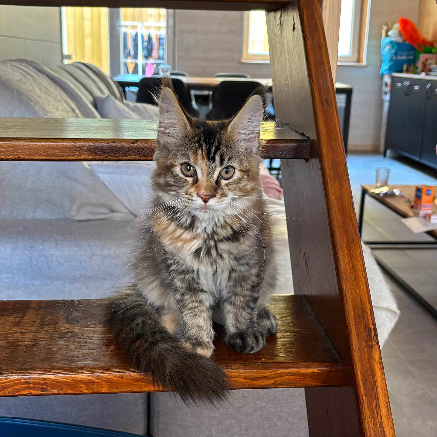 Angel participe au concours pour gagner de l'argent avec cette photo : animal, blanket, cat, couch, cozy, curious, domestic, ears, eyes, floor, fur, furniture, indoor, kitten, living_room, pet, tabby, tail, window, wooden_stairs