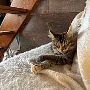 Angel a rejoint le concours — aidez-le/la à gagner de superbes lots ! kitten, cat, sleeping, cozy, blanket, soft_texture, paw, fur, tabby, resting, wood_floor, wood_furniture, indoor, cute, pet, relaxing, warm_colors, feline, domestic_animal, quiet