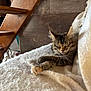 kitten, cat, sleeping, cozy, blanket, soft_texture, paw, fur, tabby, resting, wood_floor, wood_furniture, indoor, cute, pet, relaxing, warm_colors, feline, domestic_animal, quiet