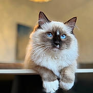 Veya is registered to the contest to win money with this photo: animal, blue_eyes, cat, closeup, curious, cute, domestic_animal, feline, fluffy, focus, fur, indoor, mammal, paws, pet, portrait, relaxed, soft, table, whiskers