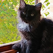 Isis a rejoint le concours — aidez-le/la à gagner de superbes lots ! kitten, cat, black_cat, white_paws, fluffy_fur, window, windowsill, mesh_screen, sunlight, greenery, outdoor_view, pet, animal, curious, sitting, feline, domestic_cat, young_cat, indoor, portrait