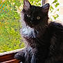 kitten, cat, black_cat, white_paws, fluffy_fur, window, windowsill, mesh_screen, sunlight, greenery, outdoor_view, pet, animal, curious, sitting, feline, domestic_cat, young_cat, indoor, portrait