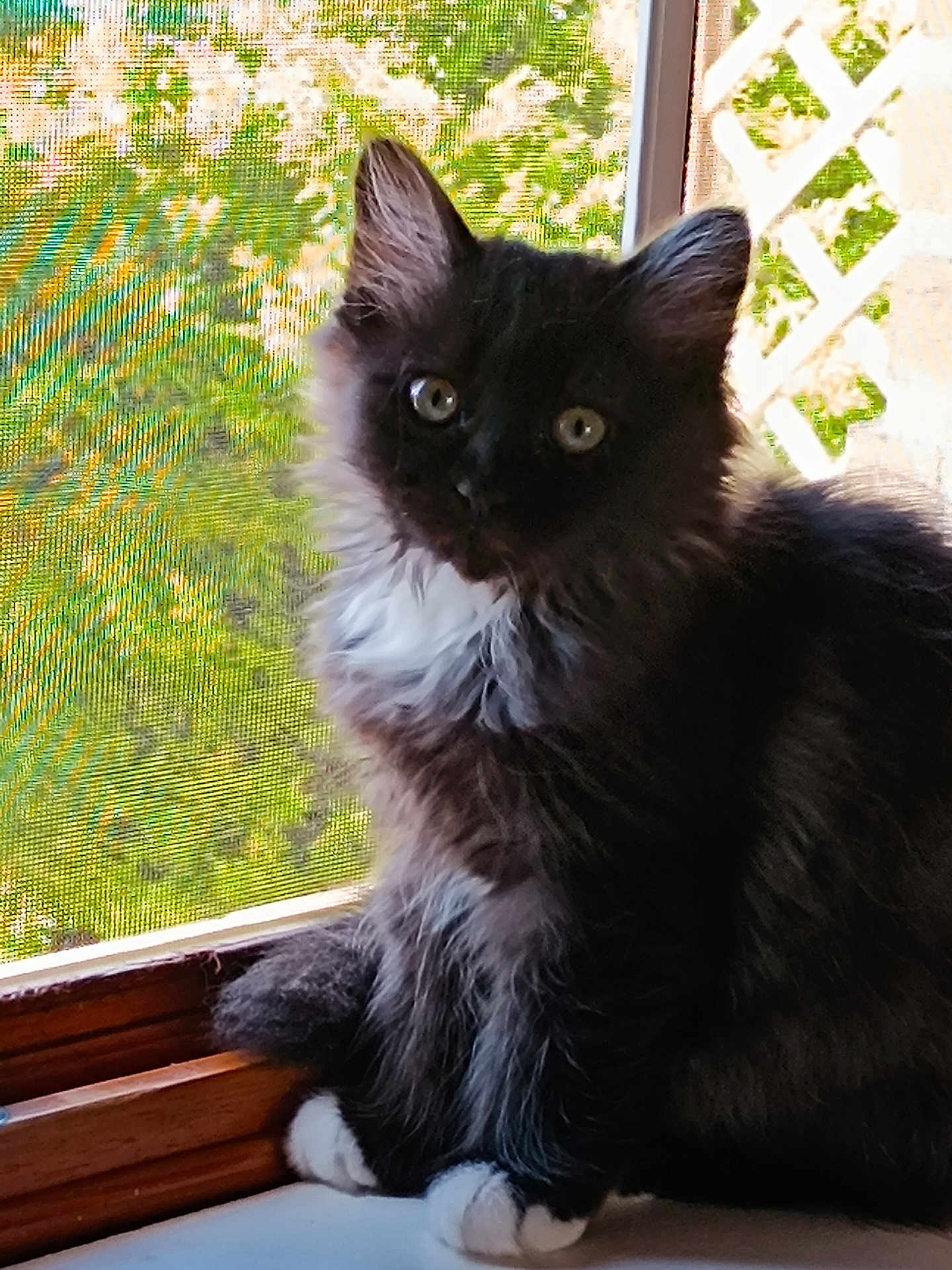 Isis a rejoint le concours — aidez-le/la à gagner de superbes lots ! kitten, cat, black_cat, white_paws, fluffy_fur, window, windowsill, mesh_screen, sunlight, greenery, outdoor_view, pet, animal, curious, sitting, feline, domestic_cat, young_cat, indoor, portrait