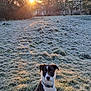 dog, black_and_white, collar, grass, frost, sunrise, trees, nature, outdoor, animal, field, morning, sunlight, bare_trees, pet, canine, winter, serene, landscape, quiet