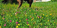 Charlie a rejoint le concours — aidez-le/la à gagner de superbes lots ! blue_sky, canine, clouds, collar, daytime, dog, field, grass, greenery, house, landscape, meadow, nature, outdoor, pet, purple_flowers, sunny, tree, wildflowers, yellow_flowers