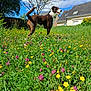 dog, meadow, wildflowers, yellow_flowers, purple_flowers, grass, blue_sky, clouds, tree, house, outdoor, sunny, pet, canine, nature, field, collar, daytime, greenery, landscape