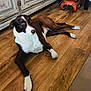 dog, brown, white, wooden_floor, indoor, relaxed, alert, furniture, cabinet, speaker, pet, animal, flooring, resting, canine, household, cozy, interior, wood, domestic