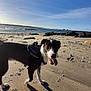 dog, beach, sand, shells, paw_prints, sunlight, sky, water, rocks, outdoor, animal, pet, happy, tongue_out, daytime, nature, coast, shore, canine, harness