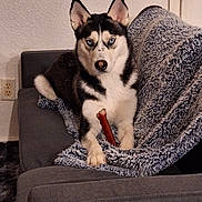 Nova joined the competition — help win amazing prizes! dog, siberian_husky, blue_eyes, couch, blanket, indoor, pet, chew_stick, fur, paw, snout, ears, looking, relaxed, home, furniture, cozy, animal, companion, resting