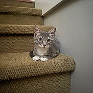 Rain joined the competition — help win amazing prizes! animal, carpeted_stairs, cat, curious, cute, ears, feline, fur, gray_tabby, home, indoor, kitten, looking, paws, pet, sitting, stairs, whiskers, white_paws, young