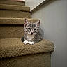 animal, carpeted_stairs, cat, curious, cute, ears, feline, fur, gray_tabby, home, indoor, kitten, looking, paws, pet, sitting, stairs, whiskers, white_paws, young