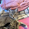animal, bed, blanket, cat, closeup, cozy, cute, feline, fur, gray_cat, indoor, kitten, paws, pet, pink_blanket, plaid_blanket, playful, relaxed, resting, tabby