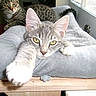 animal, cat, cat_bed, cozy, curious, cute, domestic, feline, fur, gray_cat, indoor, mammal, paw, pet, relaxed, resting, stretching, tabby_cat, whiskers, window