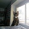 Cleo is registered to the contest to win money with this photo: animal, blanket, cat, couch, cozy, curious, daylight, domestic, feline, fur, home, indoor, kitten, pet, poster, resting, sleeping_cat, sneakers, tabby, window