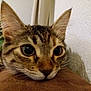 abyssinian, animal, cat, egyptiancat, kitten, manx, pet