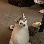 Luna is registered to the contest to win money with this photo: cat, pet, indoor, carpet, slippers, socks, floor, white_cat, gray_cat, feline, domestic, animal, cute, looking_up, chubby, cozy, home, relaxing, person, footwear