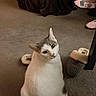 cat, pet, indoor, carpet, slippers, socks, floor, white_cat, gray_cat, feline, domestic, animal, cute, looking_up, chubby, cozy, home, relaxing, person, footwear