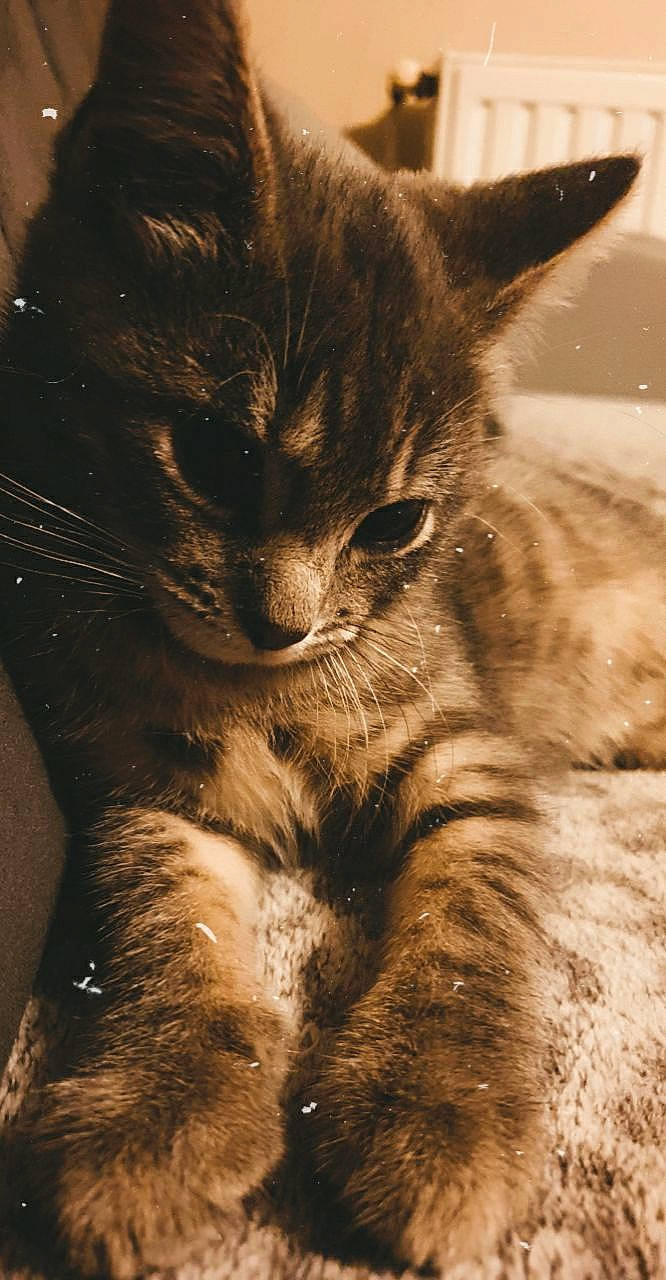 Lila participe au concours pour gagner de l'argent avec cette photo : carnivore, cat, claw, close_up, domestic_short_haired_cat, eye, felidae, fur, iris, monochrome, monochrome_photography, paw, sky, small_to_medium_sized_cats, snout, tail, terrestrial_animal, whiskers, wildlife, window