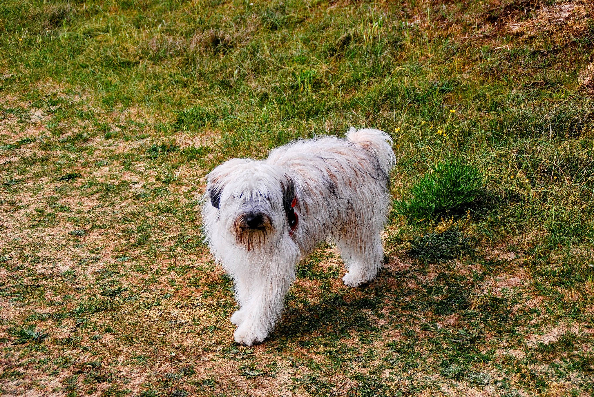 Shannel a rejoint le concours — aidez-le/la à gagner de superbes lots ! canidae, carnivore, companion_dog, dog, dog_breed, grass, grassland, non_sporting_group, plant, small_terrier, south_russian_ovcharka, sporting_group, tail, terrestrial_animal, terrier, toy_dog, water_dog, working_animal, working_dog