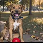Lil Bear is registered to the contest to win money with this photo: dog, brown_dog, blue_collar, red_ball, park, outdoor, grass, trees, sunlight, autumn_leaves, happy, sitting, pet, animal, playful, canine, nature, daytime, smiling, path