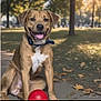 dog, brown_dog, blue_collar, red_ball, park, outdoor, grass, trees, sunlight, autumn_leaves, happy, sitting, pet, animal, playful, canine, nature, daytime, smiling, path
