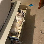 Winter is registered to the contest to win money with this photo: cat, drawer, fluffy, carpet, bed, furniture, indoor, pet, curious, relaxed, light, shadow, toy, door, room, cozy, resting, white, gray, curled_paw