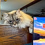 Winter joined the competition — help win amazing prizes! cat, fluffy, indoor, wooden_ledge, paw, monitor, sunset, reflection, blue_sky, clouds, relaxed, animal, pet, fur, face, closeup, cozy, home, feline, resting