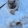 Winter is registered to the contest to win money with this photo: cat, snow, pink_harness, blue_eyes, fluffy, outdoor, winter, animal, pet, curious, nature, leash, walking, cold, exploration, fur, mammal, daylight, twig, adventure