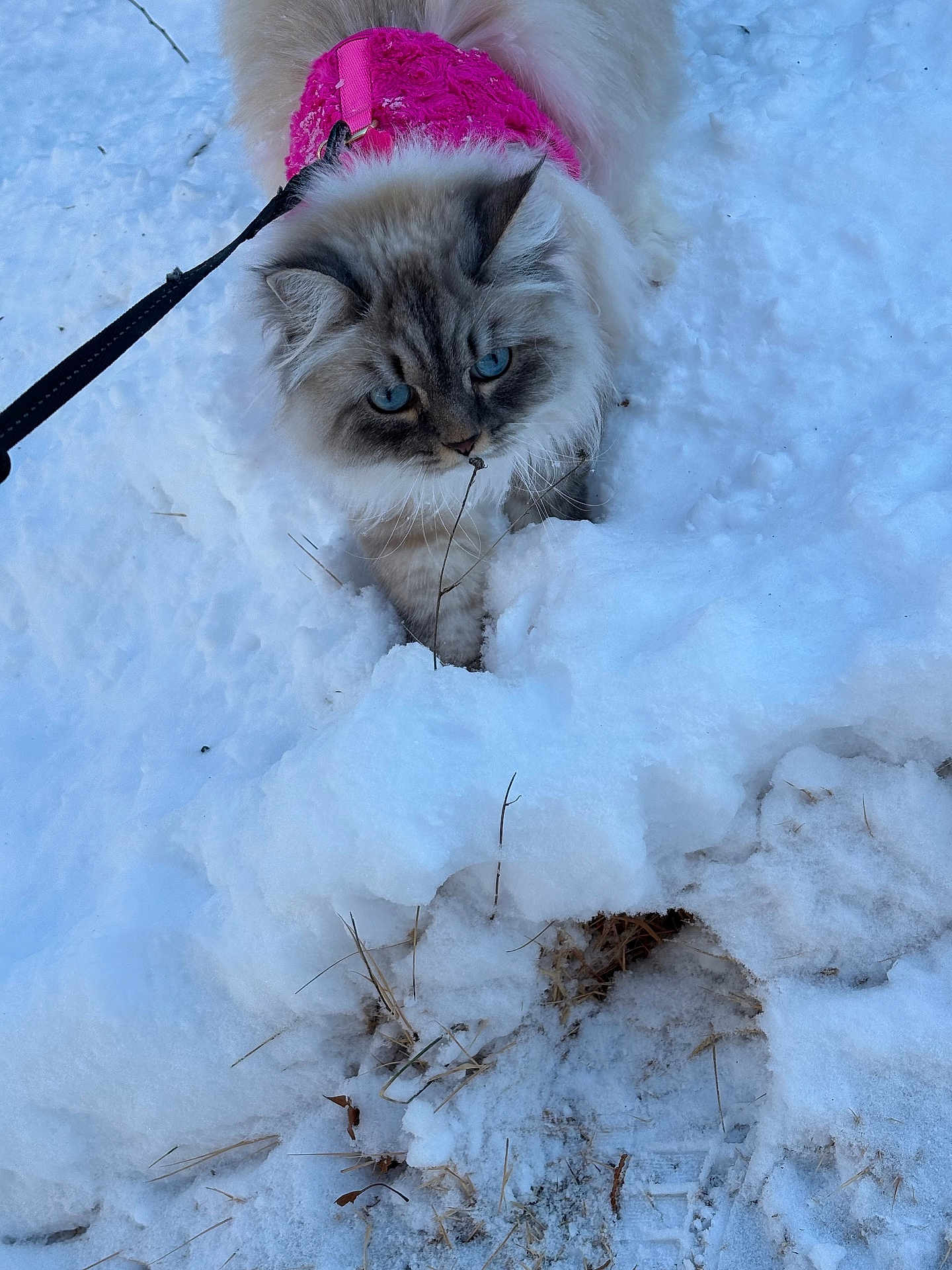 Winter is registered to the contest to win money with this photo: cat, snow, pink_harness, blue_eyes, fluffy, outdoor, winter, animal, pet, curious, nature, leash, walking, cold, exploration, fur, mammal, daylight, twig, adventure