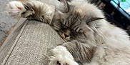 Winter is registered to the contest to win money with this photo: cat, sleeping, fluffy, couch, indoor, living_room, paw, fur, relaxed, pet, cozy, home, furniture, blanket, television, wooden_floor, comfort, domestic_animal, resting, animal