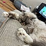 cat, sleeping, fluffy, couch, indoor, living_room, paw, fur, relaxed, pet, cozy, home, furniture, blanket, television, wooden_floor, comfort, domestic_animal, resting, animal