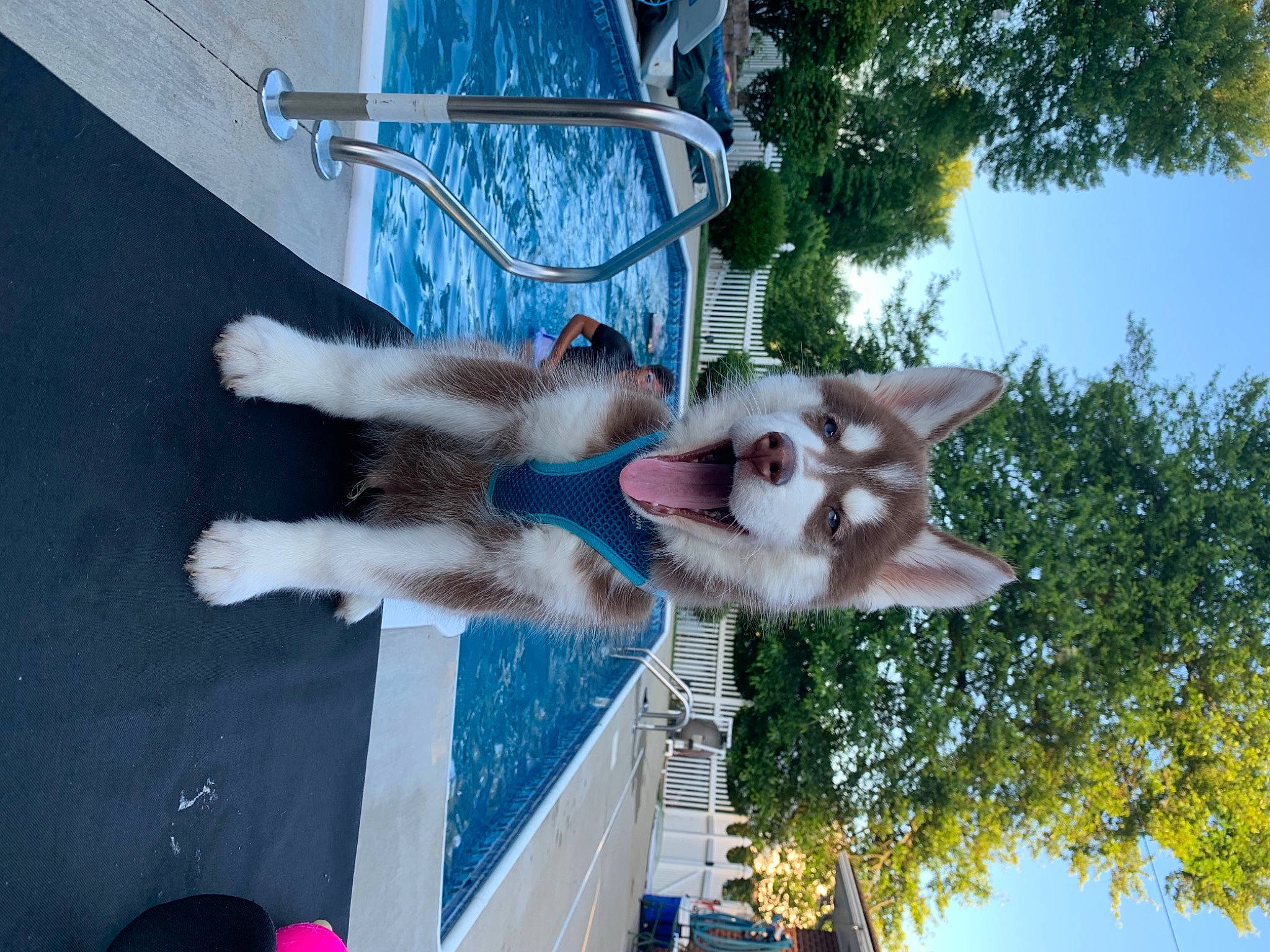 Ciaro is registered to the contest to win money with this photo: art, blue, carnivore, companion_dog, daytime, dog, dog_breed, facade, fawn, felidae, fur, leisure, plant, pole, reflection, sky, small_to_medium_sized_cats, tail, tree, world