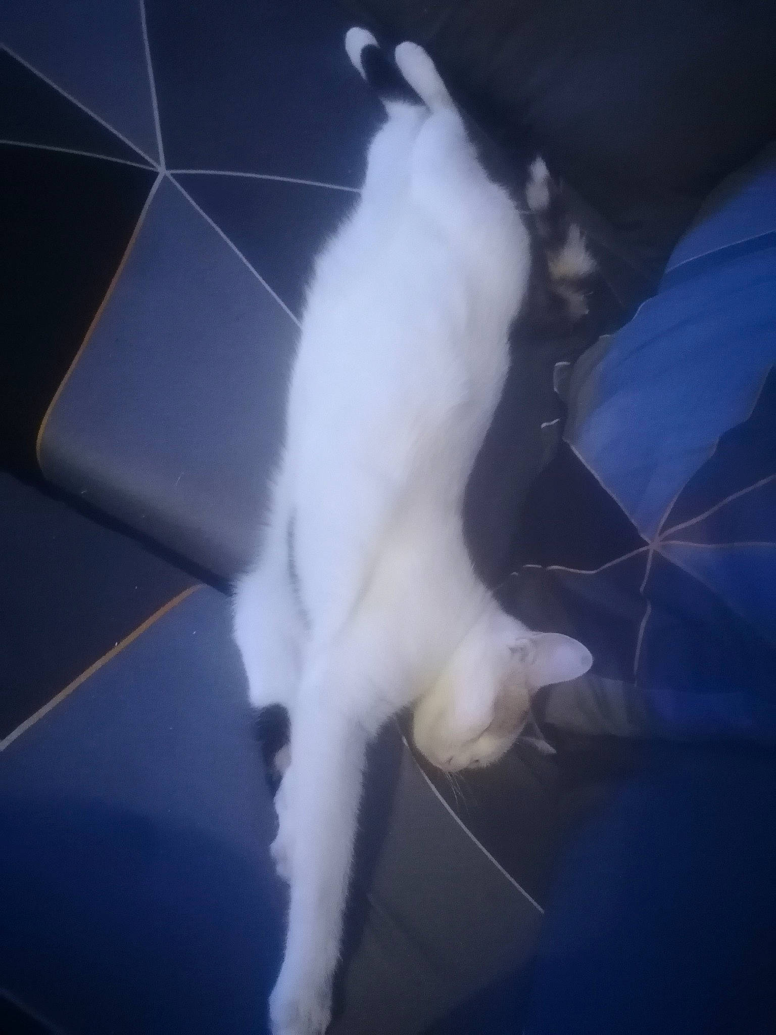 Cha-cha participe au concours pour gagner de l'argent avec cette photo : canidae, carnivore, cat, claw, cumulus, darkness, dog_breed, electric_blue, felidae, foot, fur, meteorological_phenomenon, paw, shadow, sky, small_to_medium_sized_cats, snout, tail, whiskers, window