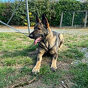 Shadow a rejoint le concours — aidez-le/la à gagner de superbes lots ! animal, bodypart, canine, dog, field, germanshepherd, grass, grassland, mouth, nature, outdoors, person, pet, plant, policedog, puppy, tongue, tree, yard
