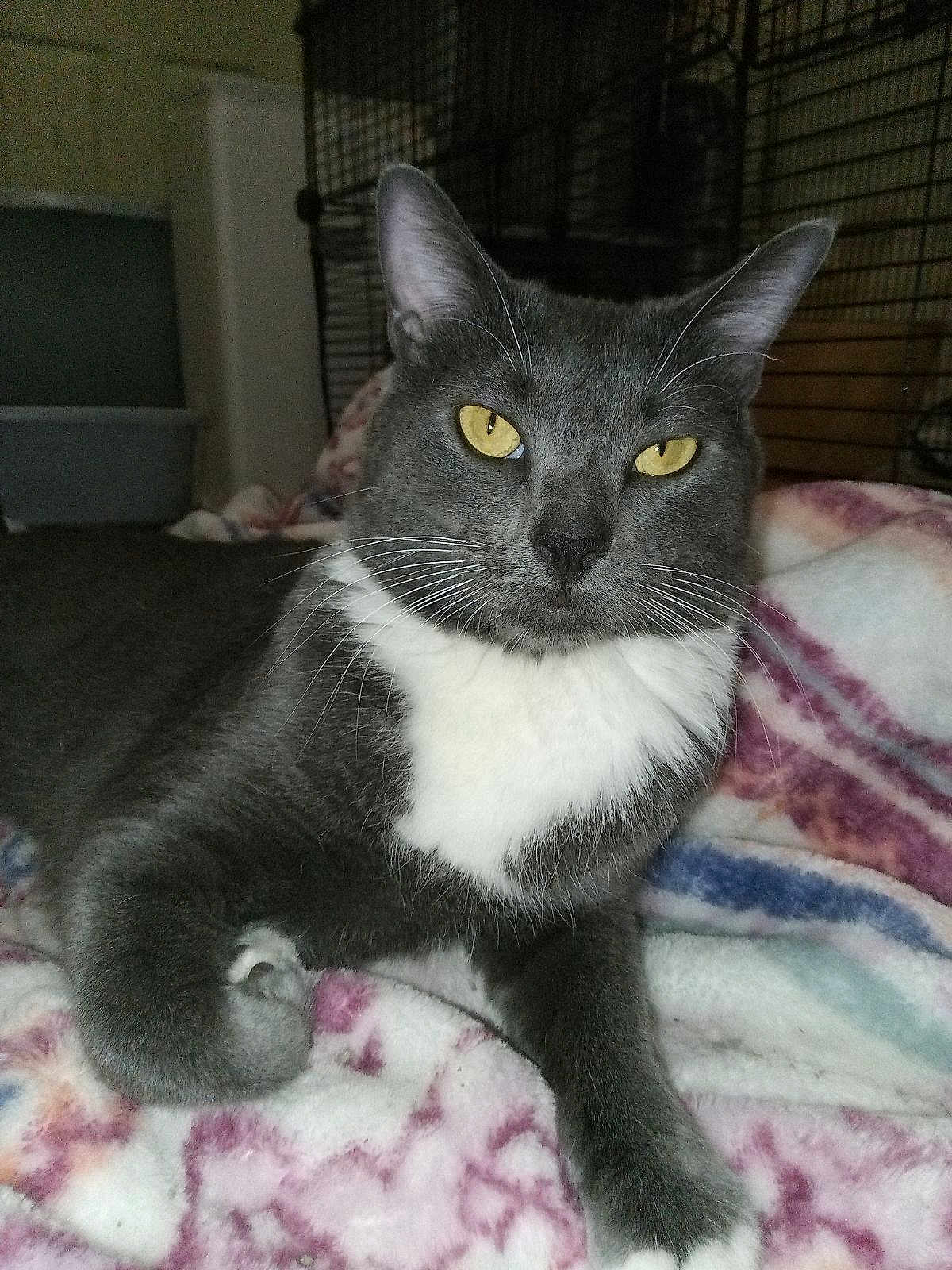 Holly is registered to the contest to win money with this photo: cat, feline, pet, grey_cat, tuxedo_cat, yellow_eyes, whiskers, blanket, bed, indoor, portrait, close_up, paw, ears, fur, cage, relaxed, cozy, stare, domestic_animal