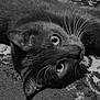 cat, feline, pet, whiskers, eyes, fur, ear, nose, portrait, close_up, lying_down, upside_down, carpet, rug, patterned_rug, indoor, monochrome, black_and_white, gaze, cute