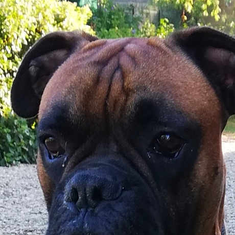 Mambo